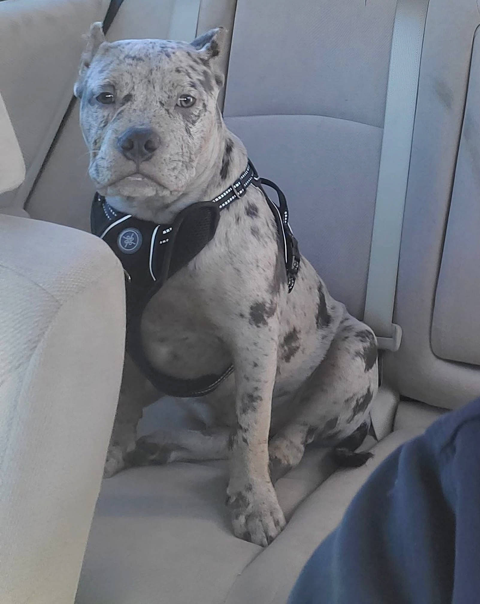 Bully is registered to the contest to win money with this photo: american_bulldog, american_pit_bull_terrier, canidae, carnivore, dog, dog_breed, fawn, great_dane, guard_dog, mammal, non_sporting_group, pit_bull, rare_breed_dog, snout, sporting_group, vertebrate