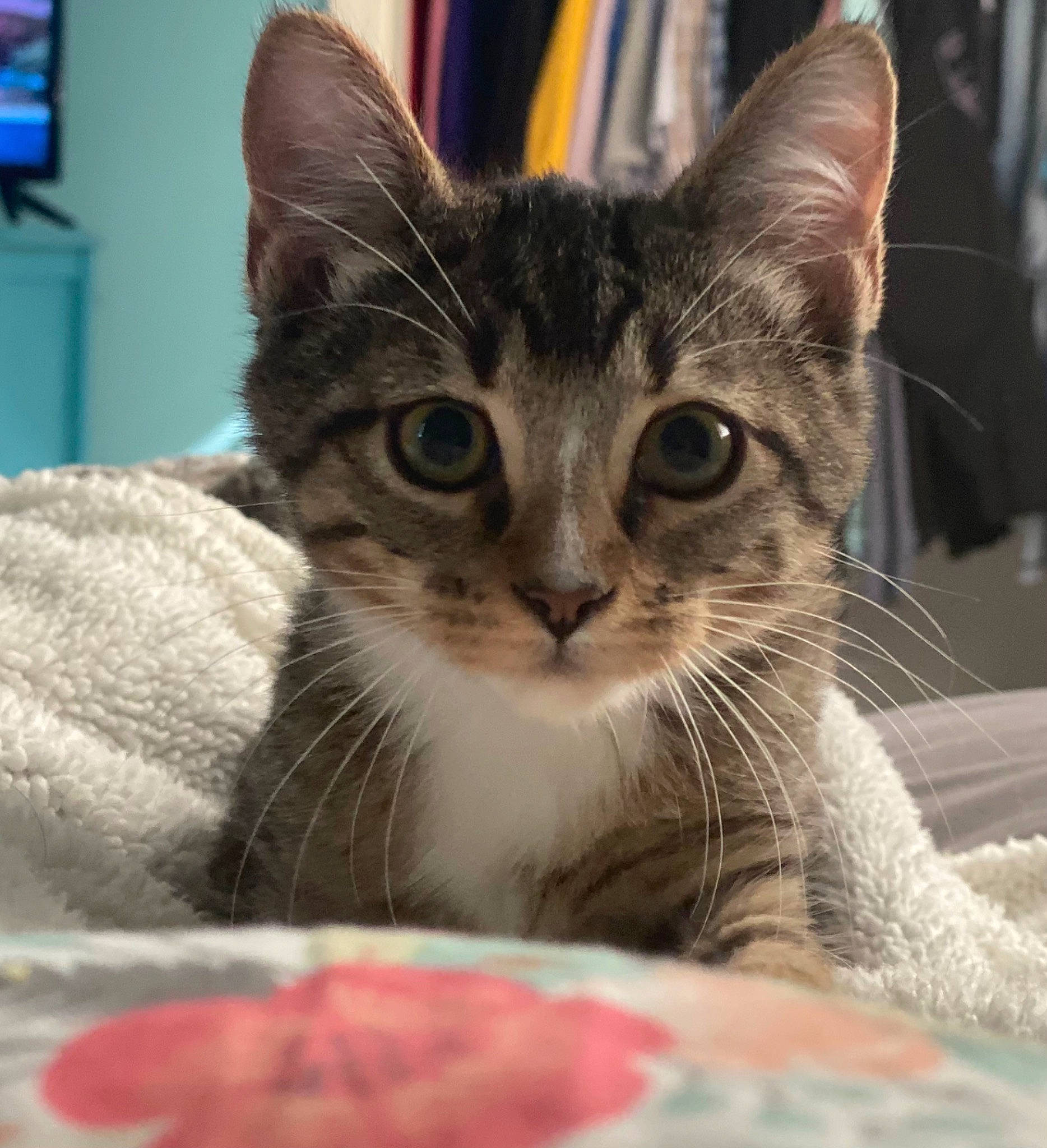 Harley is registered to the contest to win money with this photo: carnivore, cat, cat_supply, claw, close_up, comfort, domestic_short_haired_cat, felidae, fur, home_appliance, led_backlit_lcd_display, paw, pet_supply, picture_frame, small_to_medium_sized_cats, snout, tableware, television, whiskers