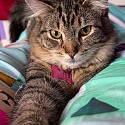 Tofu is registered to the contest to win money with this photo: tabby_cat, cat, pet, feline, animal, bed, blanket, paw, fur, whiskers, indoor, resting, cute, closeup, domestic_animal, collar, name_tag, portrait, relaxed, sleepy