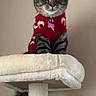 cat, tabby, sweater, red_sweater, cat_tree, toy_mouse, indoor, pet, feline, curious, collar, pink_tag, fur, whiskers, ears, tail, perched, looking, animal, cute