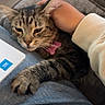 cat, tabby_cat, pet, paw, hand, person, denim, jeans, laptop, intel_sticker, couch, indoor, resting, scratching, pink_tag, closeup, fur, cozy, relaxed, home