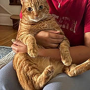 Toby is registered to the contest to win money with this photo: cat, close_up, cozy, ginger_cat, hands, holding, indoor, lap, living_room, necklace, painted_nails, paws, person, pet, portrait, sitting, stairs, t_shirt, whiskers, wood_floor