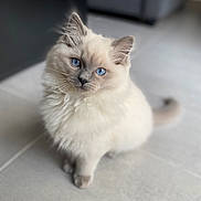 Bouloche participe au concours pour gagner de l'argent avec cette photo : kitten, cat, blue_eyes, fluffy, indoor, floor, tiled_floor, pet, animal, cute, young_cat, portrait, sitting, whiskers, fur, domestic_cat, feline, curious, small_animal, soft_light