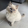 kitten, cat, blue_eyes, fluffy, indoor, floor, tiled_floor, pet, animal, cute, young_cat, portrait, sitting, whiskers, fur, domestic_cat, feline, curious, small_animal, soft_light