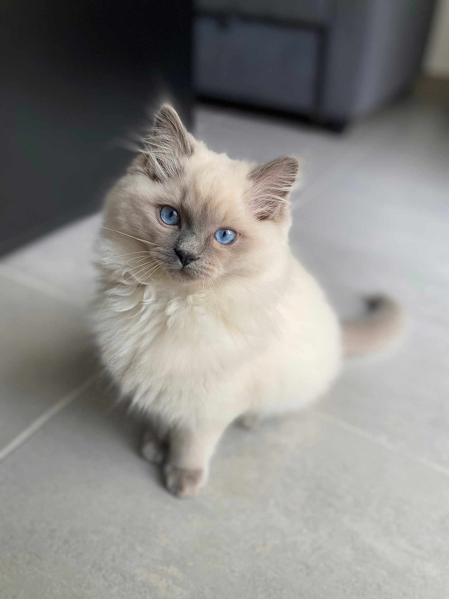 Bouloche participe au concours pour gagner de l'argent avec cette photo : kitten, cat, blue_eyes, fluffy, indoor, floor, tiled_floor, pet, animal, cute, young_cat, portrait, sitting, whiskers, fur, domestic_cat, feline, curious, small_animal, soft_light