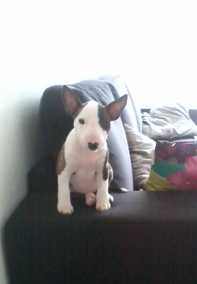 Bidouille a rejoint le concours — aidez-le/la à gagner de superbes lots ! bull_terrier, bull_terrier_miniature, canidae, carnivore, comfort, companion_dog, dog, dog_breed, dog_supply, ear, fawn, grey, mammal, pet_supply, snout, sporting_group, stuffed_toy, tail, toy, working_animal