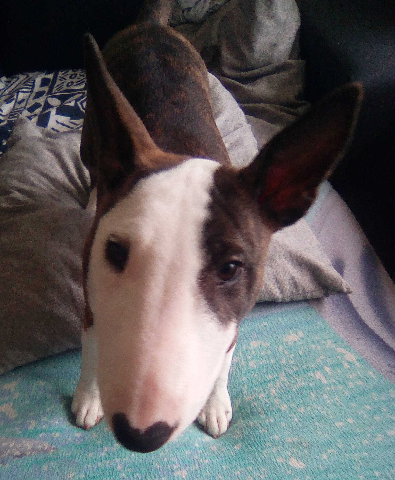 Bidouille participe au concours pour gagner de l'argent avec cette photo : canidae, carnivore, comfort, companion_dog, dog_breed, ear, eye, fawn, fur, hair, happy, head, human_body, jaw, snout, sporting_group, terrestrial_animal, throat, whiskers, working_animal