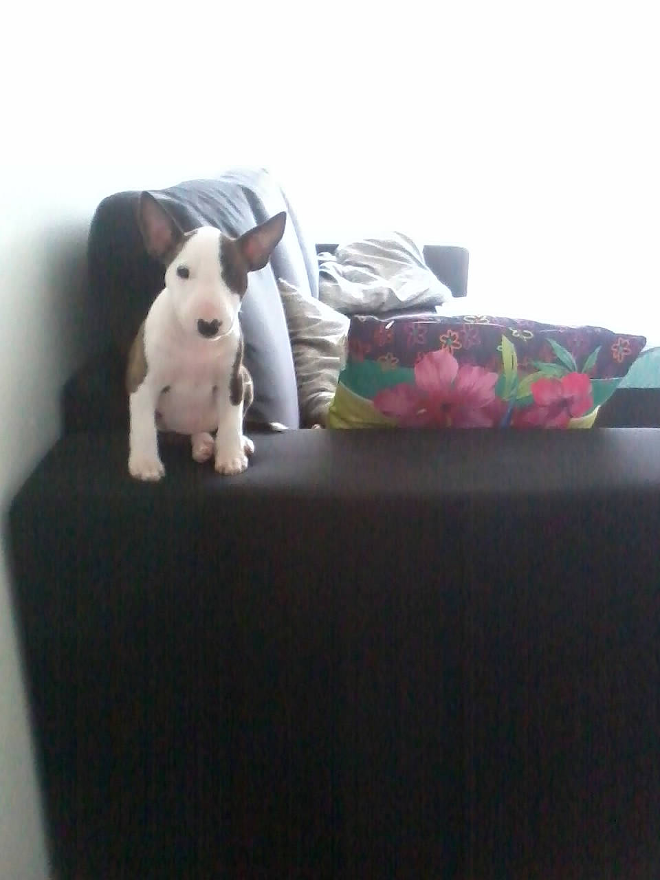 Bidouille participe au concours pour gagner de l'argent avec cette photo : animal_figure, carnivore, comfort, companion_dog, couch, dog_breed, fawn, flooring, grey, linens, magenta, pillow, plush, room, snout, studio_couch, stuffed_toy, teddy_bear, toy, working_animal