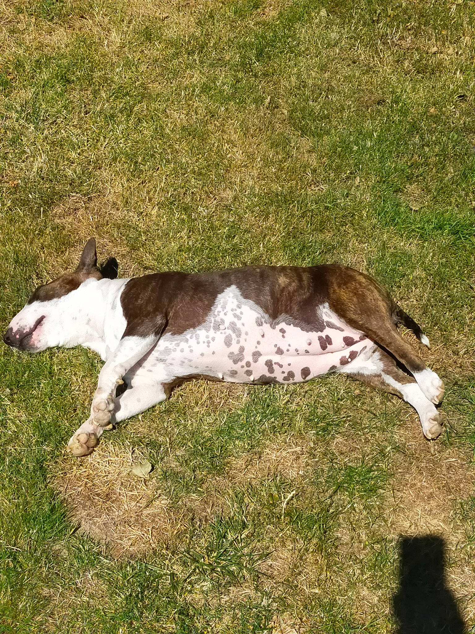 Bidouille participe au concours pour gagner de l'argent avec cette photo : canidae, carnivore, companion_dog, dog, dog_breed, fawn, grass, human_leg, liver, livestock, mammal, pasture, plant, snout, sporting_group, tail, terrestrial_animal, vertebrate, wood, working_animal