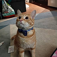 Fire is registered to the contest to win money with this photo: animal, bow_tie, carpet, cat, collar, curious, cute, domestic_cat, ears, eyes, feline, floor, home, indoor, mammal, orange_tabby, pet, portrait, sitting, whiskers