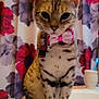 cat, bow_tie, pet, animal, spotted_fur, sitting, bathroom, counter, shower_curtain, floral_pattern, toothbrush, domestic_cat, feline, portrait, indoor, cute, collar, tag, whiskers, tail