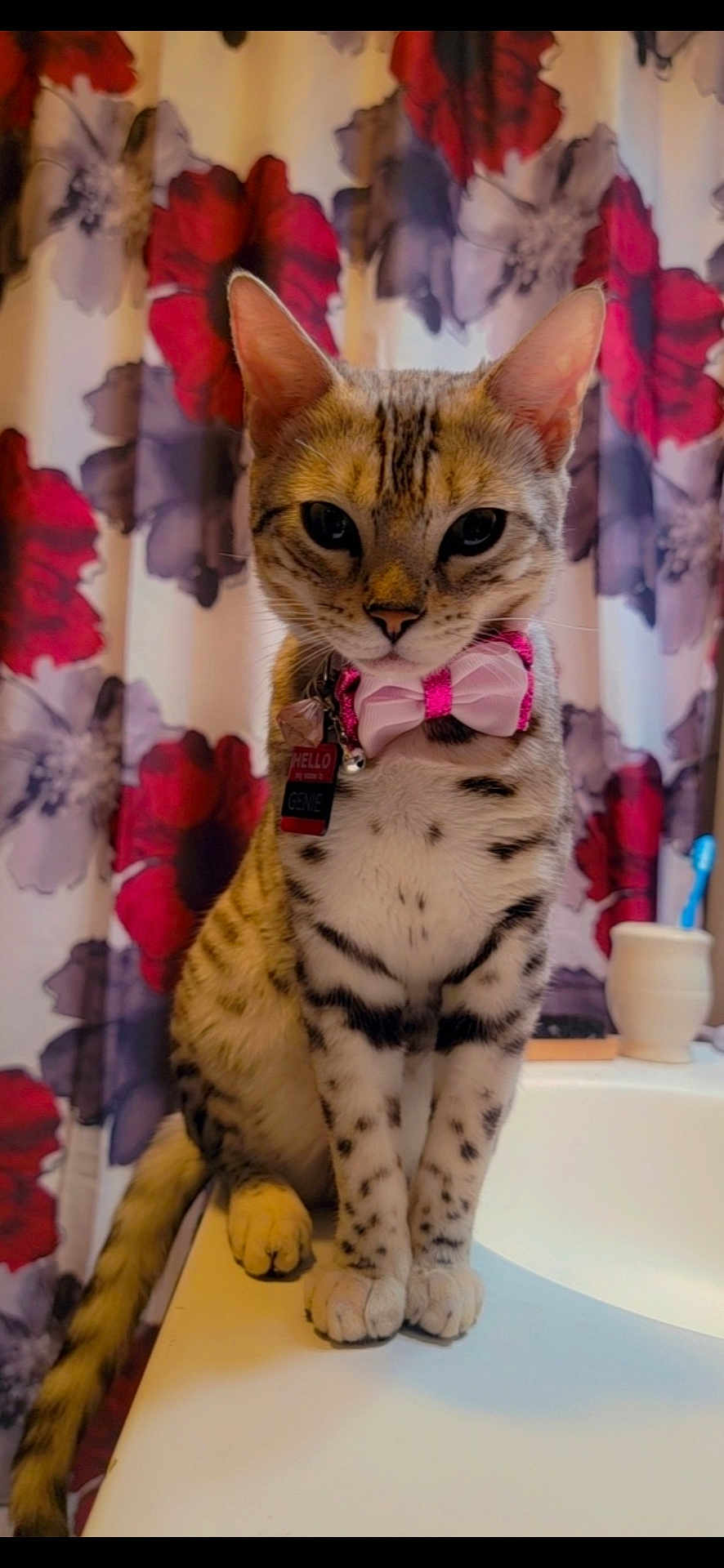 Genie joined the competition — help win amazing prizes! cat, bow_tie, pet, animal, spotted_fur, sitting, bathroom, counter, shower_curtain, floral_pattern, toothbrush, domestic_cat, feline, portrait, indoor, cute, collar, tag, whiskers, tail
