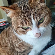 Pepper participe au concours pour gagner de l'argent avec cette photo : cat, tabby, close_up, green_eyes, whiskers, fur, indoor, pet, animal, white_chest, cute, mammal, feline, face, ears, nose, portrait, domestic_cat, looking_away, relaxed