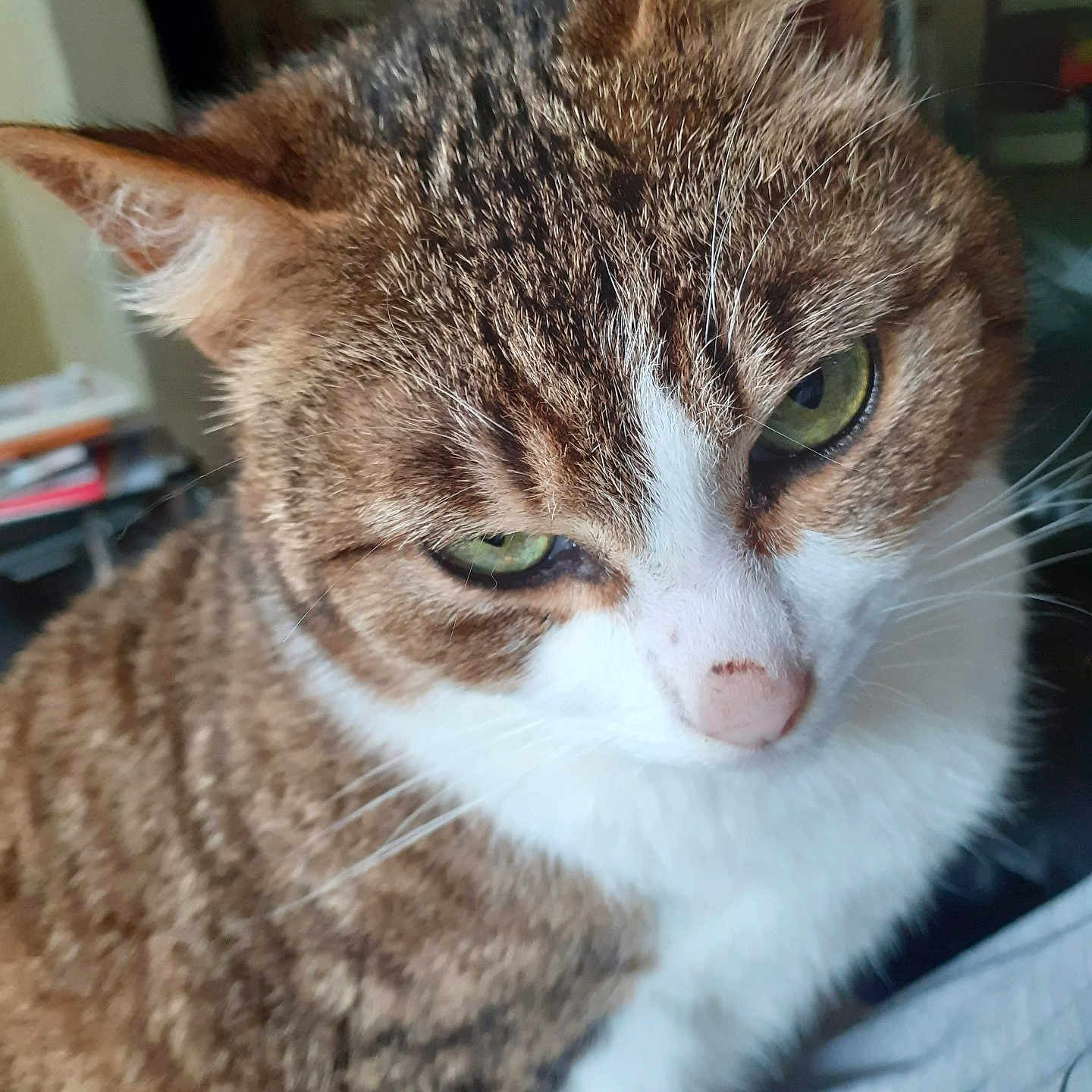 Pepper participe au concours pour gagner de l'argent avec cette photo : animal, cat, close_up, cute, domestic_cat, ears, face, feline, fur, green_eyes, indoor, looking_away, mammal, nose, pet, portrait, relaxed, tabby, whiskers, white_chest