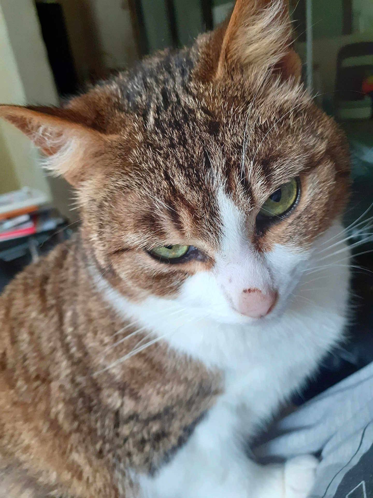 Pepper participe au concours pour gagner de l'argent avec cette photo : cat, tabby, close_up, green_eyes, whiskers, fur, indoor, pet, animal, white_chest, cute, mammal, feline, face, ears, nose, portrait, domestic_cat, looking_away, relaxed