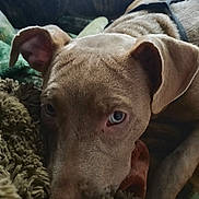 Trixie joined the competition — help win amazing prizes! dog, close_up, pet, brown_dog, blanket, furry, relaxed, lying_down, indoors, animal, ears, nose, fur, cozy, soft_texture, resting, canine, comfort, sleepy, portrait