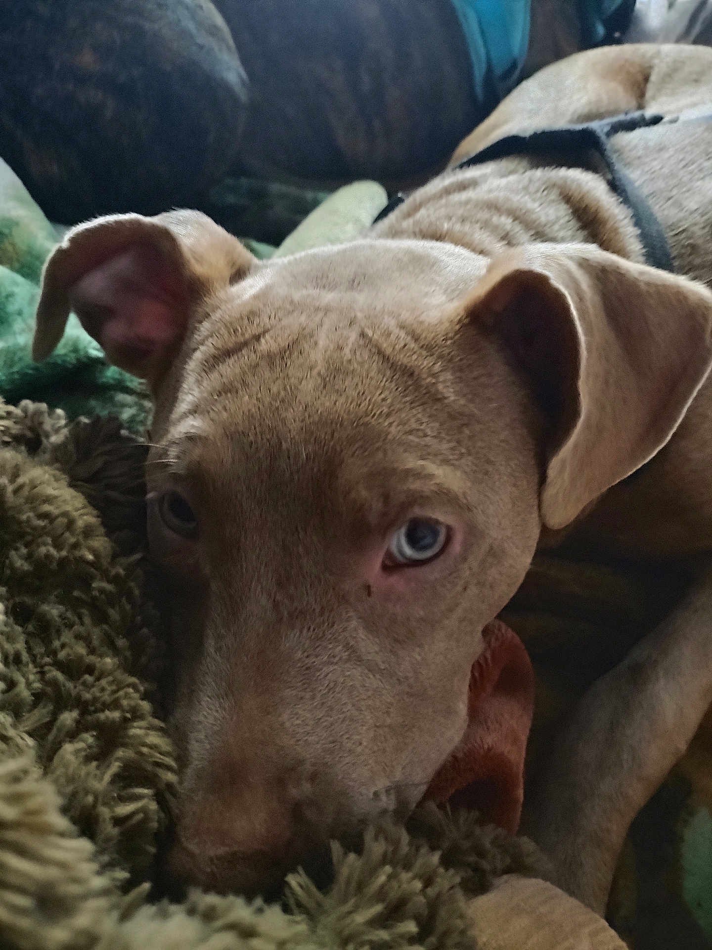Trixie joined the competition — help win amazing prizes! dog, close_up, pet, brown_dog, blanket, furry, relaxed, lying_down, indoors, animal, ears, nose, fur, cozy, soft_texture, resting, canine, comfort, sleepy, portrait