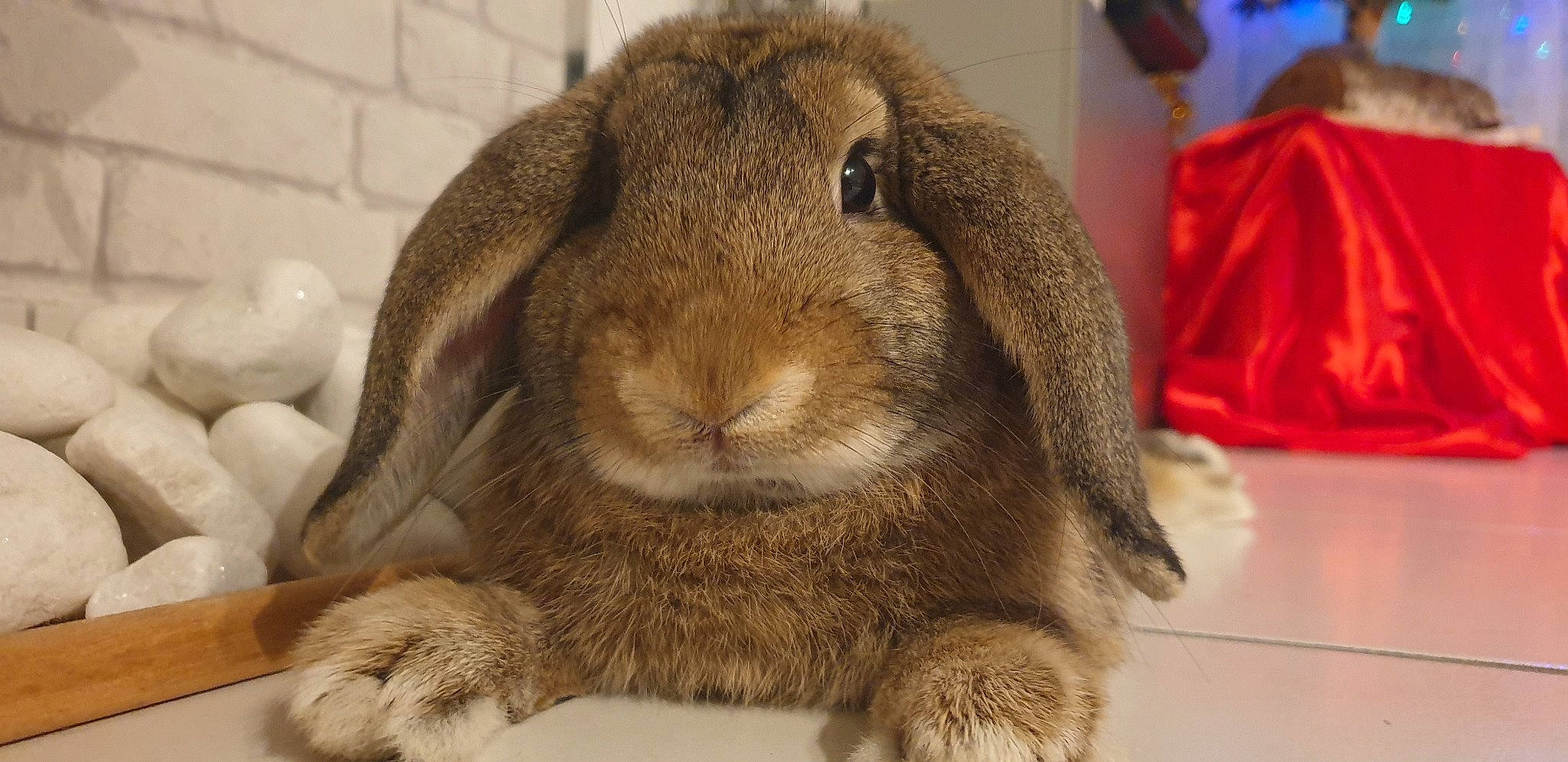 Pinpin participe au concours pour gagner de l'argent avec cette photo : comfort, domestic_rabbit, ear, event, fawn, fur, hare, liver, plant, rabbit, rabbits_and_hares, snout, terrestrial_animal, whiskers, wildlife