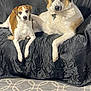 Harley joined the competition — help win amazing prizes! dog, pets, couch, indoor, carpet, two_dogs, relaxed, companion, furniture, domestic, animal, friendly, canine, resting, fur, living_room, brown_and_white, black_couch, cute, cozy