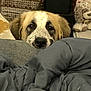 Harley is registered to the contest to win money with this photo: dog, blanket, indoor, face, pet, fur, nose, ears, plush_toy, soft, comfort, resting, brown, white, speckled, cozy, looking, cute, animal, furniture