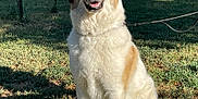 Harley is registered to the contest to win money with this photo: dog, canine, pet, outdoor, grass, sunlight, fence, leash, happy, smiling, sitting, nature, animal, mammal, fur, collar, daytime, yard, tree, shadow