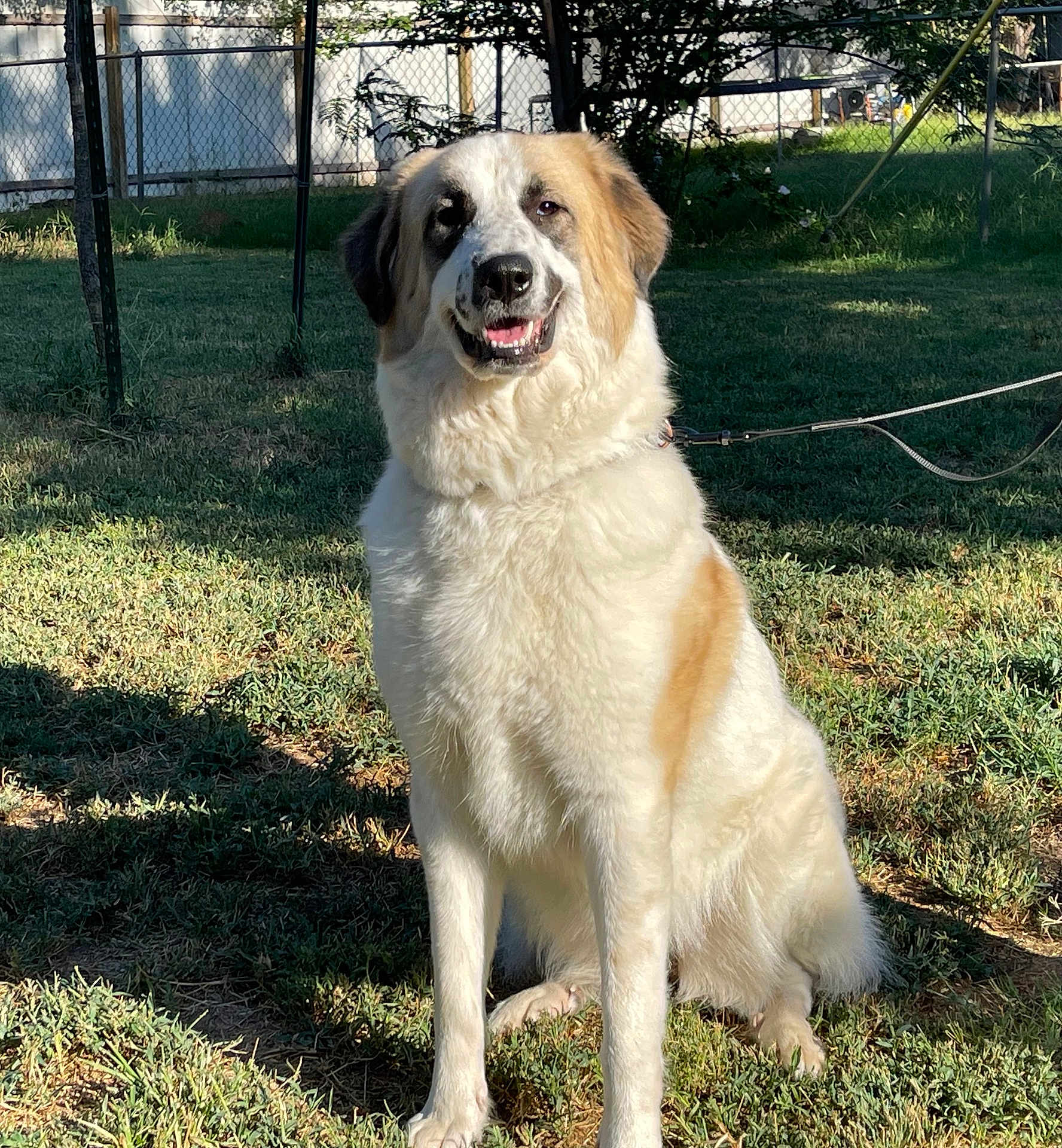 Harley is registered to the contest to win money with this photo: dog, canine, pet, outdoor, grass, sunlight, fence, leash, happy, smiling, sitting, nature, animal, mammal, fur, collar, daytime, yard, tree, shadow