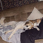 Harley joined the competition — help win amazing prizes! dog, sleeping, couch, blanket, pillow, indoor, resting, cozy, fur, pet, animal, brown, white, relaxation, companion, friendship, furniture, nap, domestic, comfort