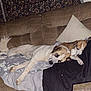 dog, sleeping, couch, blanket, pillow, indoor, resting, cozy, fur, pet, animal, brown, white, relaxation, companion, friendship, furniture, nap, domestic, comfort
