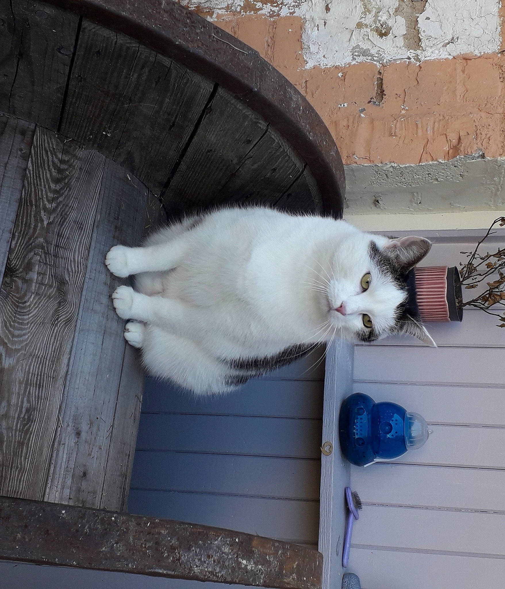 Marsu a rejoint le concours — aidez-le/la à gagner de superbes lots ! carnivore, cat, claw, domestic_short_haired_cat, door, felidae, flooring, fur, grey, hardwood, paw, small_to_medium_sized_cats, tail, whiskers, winter, wood