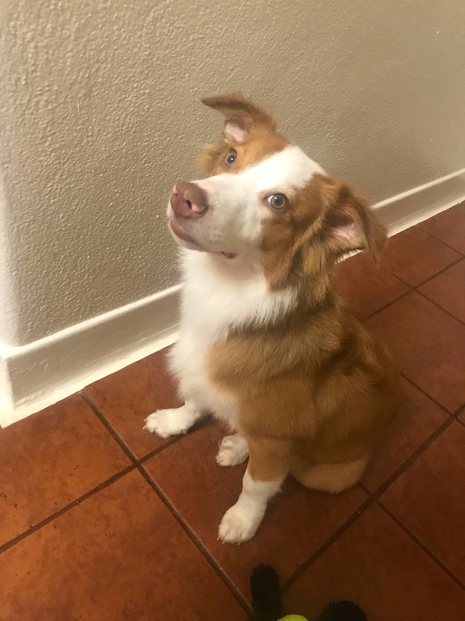 Coop is registered to the contest to win money with this photo: australian_shepherd, border_collie, canidae, cardigan_welsh_corgi, carnivore, companion_dog, dog, dog_breed, fawn, herding_dog, mammal, miniature_australian_shepherd, pembroke_welsh_corgi, rare_breed_dog, snout, sporting_group, vertebrate, welsh_corgi, welsh_sheepdog, working_dog