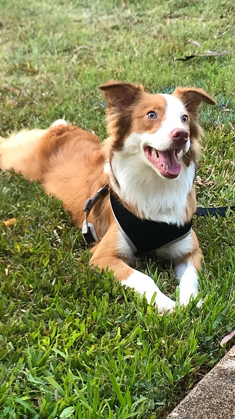 Coop is registered to the contest to win money with this photo: australian_collie, border_collie, canidae, cardigan_welsh_corgi, carnivore, companion_dog, dog, dog_breed, english_shepherd, fawn, grass, herding_dog, mammal, rare_breed_dog, sporting_group, vertebrate, welsh_sheepdog, working_dog