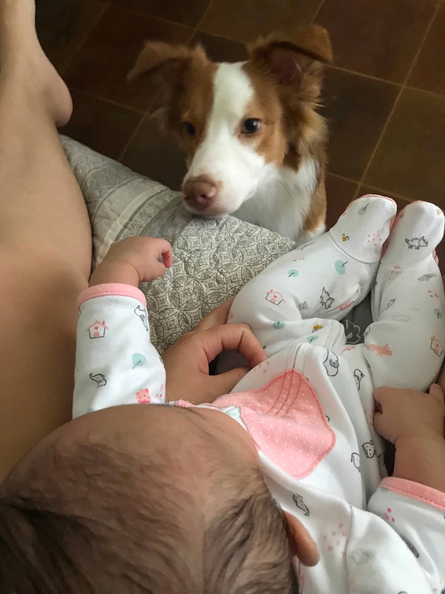 Coop is registered to the contest to win money with this photo: australian_shepherd, canidae, carnivore, companion_dog, dog, dog_breed, ear, leg, puppy_love, sporting_group