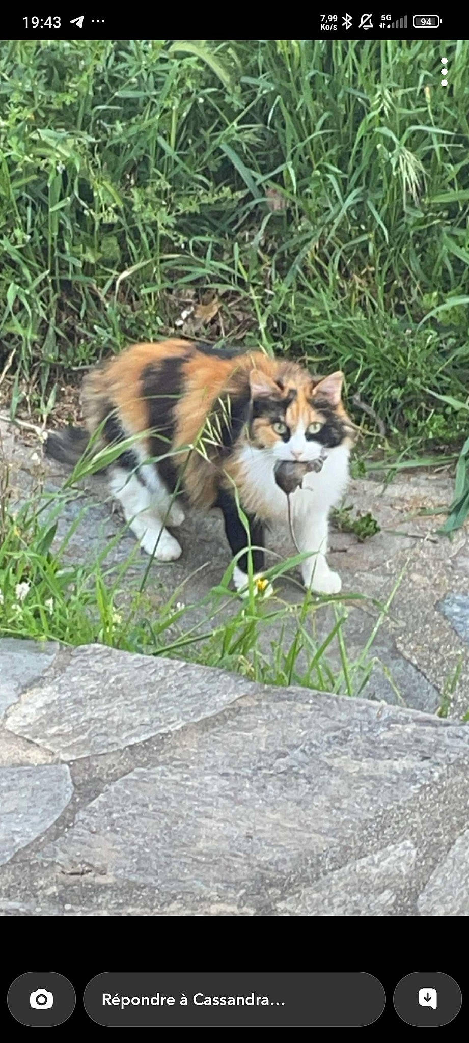 Cacahuète participe au concours pour gagner de l'argent avec cette photo : big_cats, carnivore, cat, companion_dog, dog_breed, domestic_short_haired_cat, fawn, felidae, fur, grass, groundcover, plant, siberian_tiger, small_to_medium_sized_cats, snout, tail, terrestrial_animal, tiger, whiskers, wildlife