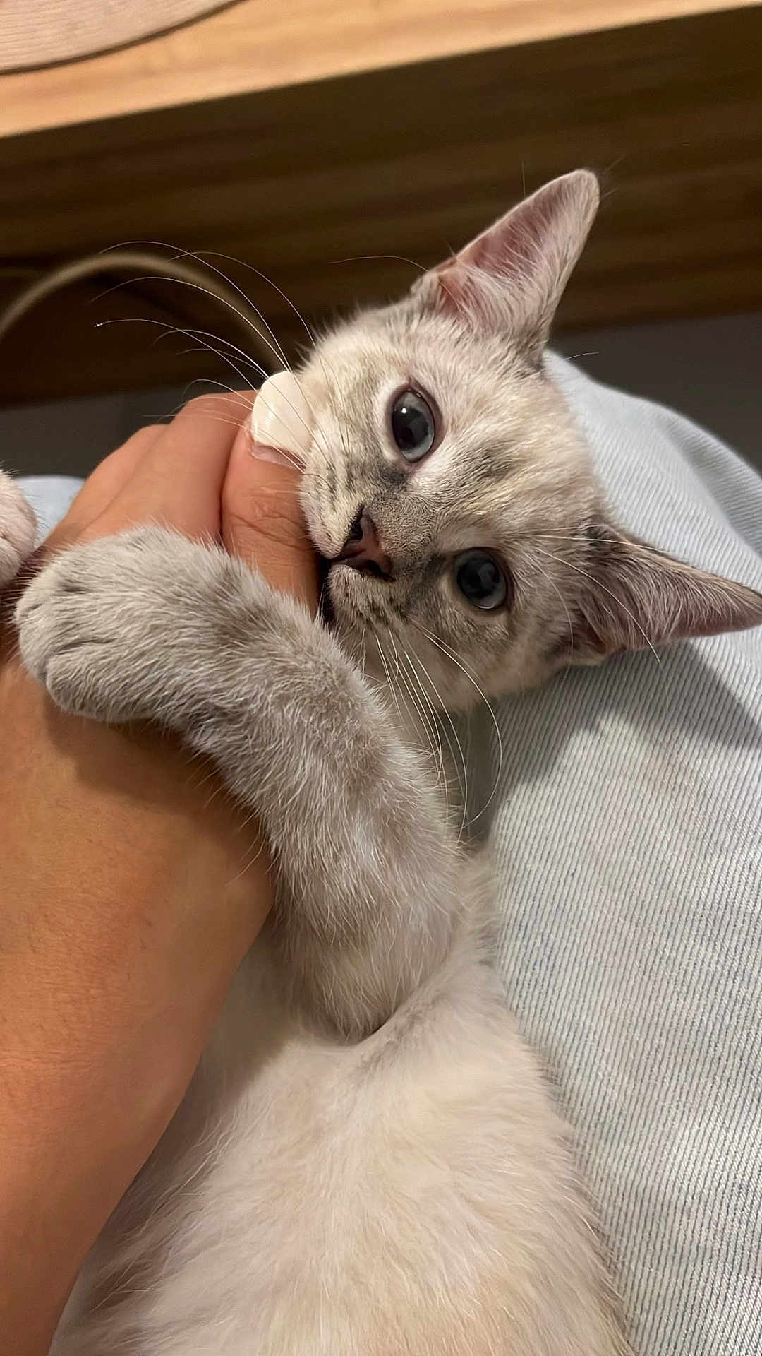 Aura a rejoint le concours — aidez-le/la à gagner de superbes lots ! cat, kitten, blue_eyes, paw, hand, playful, fur, whiskers, close_up, indoor, pet, cute, affection, nibbling, animal, person, interaction, soft, domestic_cat, young