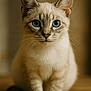 Aura a rejoint le concours — aidez-le/la à gagner de superbes lots ! cat, blue_eyes, cream_fur, whiskers, close_up, portrait, sitting, wooden_floor, animal, pet, curious, feline, indoor, soft_light, focused, ears, paws, young_cat, domestic_cat, furry