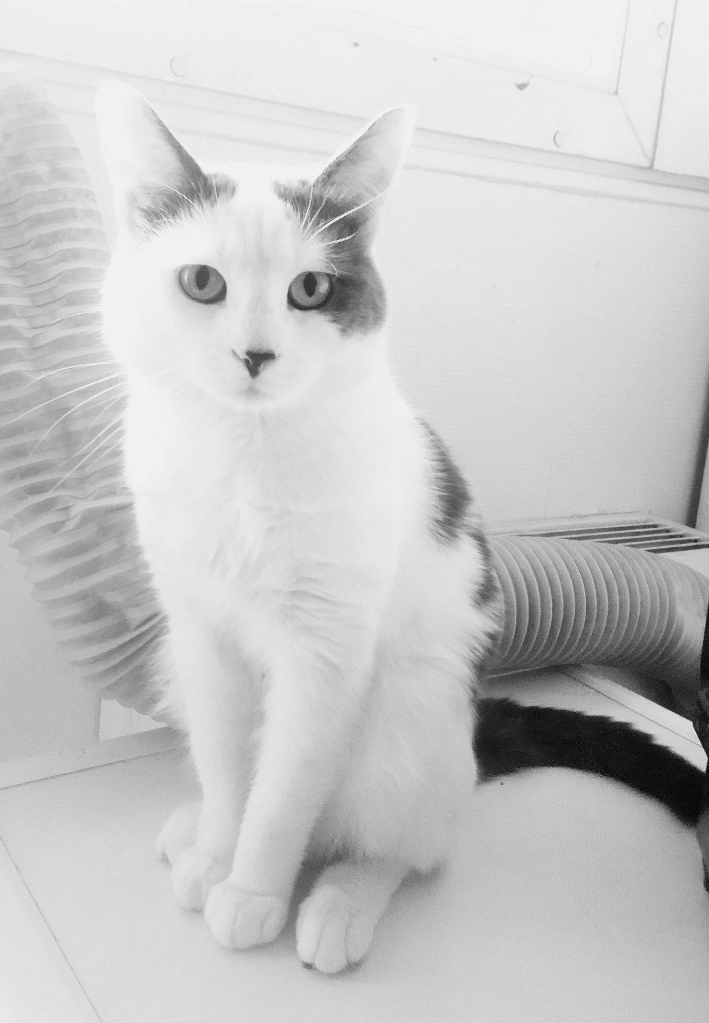 Vortex a rejoint le concours — aidez-le/la à gagner de superbes lots ! aegean_cat, american_wirehair, black_and_white, carnivore, cat, domestic_short_haired_cat, eye, felidae, japanese_bobtail, kitten, mammal, polydactyl_cat, small_to_medium_sized_cats, tail, turkish_angora, turkish_van, vertebrate, whiskers, white