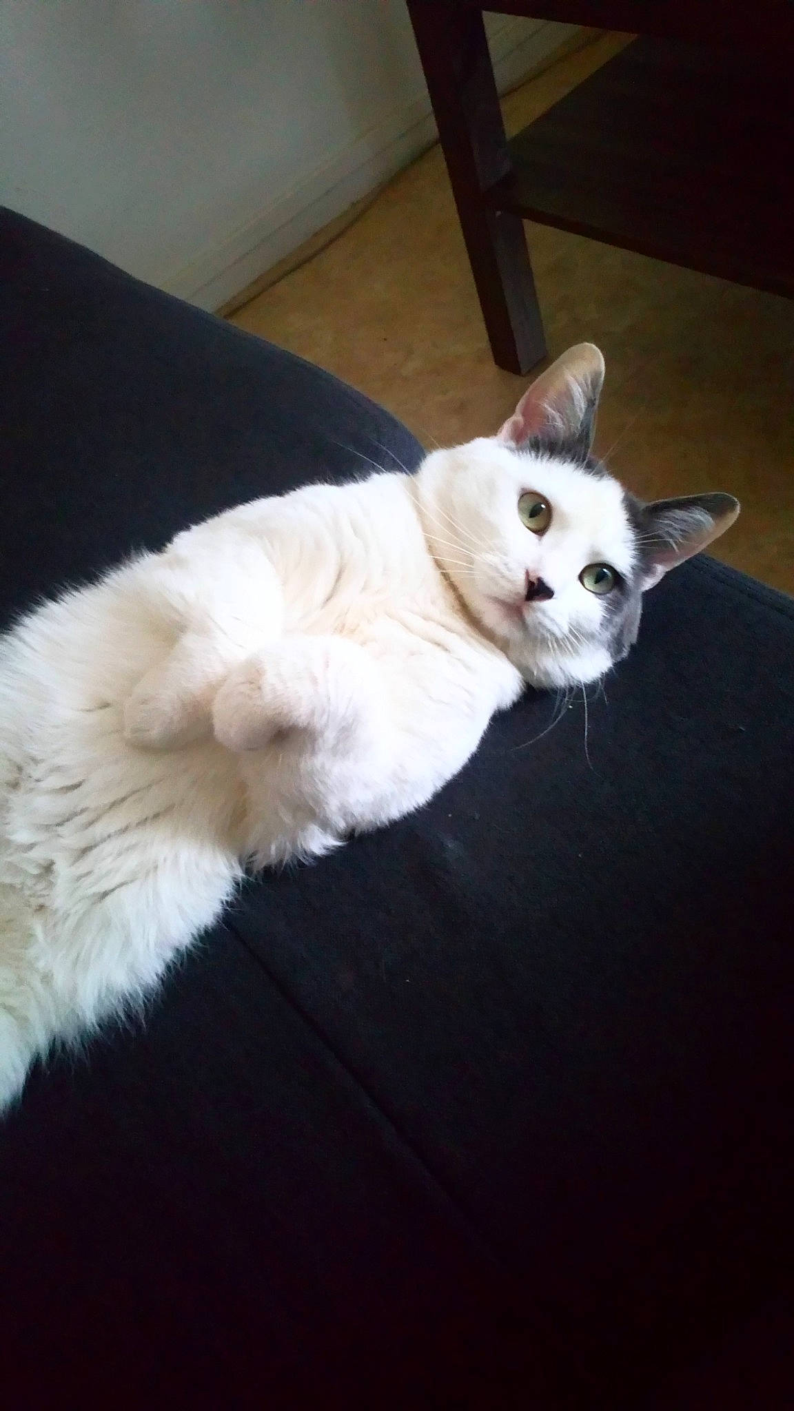 Vortex a rejoint le concours — aidez-le/la à gagner de superbes lots ! asian, burmilla, carnivore, cat, ear, fawn, felidae, fur, kitten, mammal, ragdoll, small_to_medium_sized_cats, tail, turkish_angora, turkish_van, whiskers