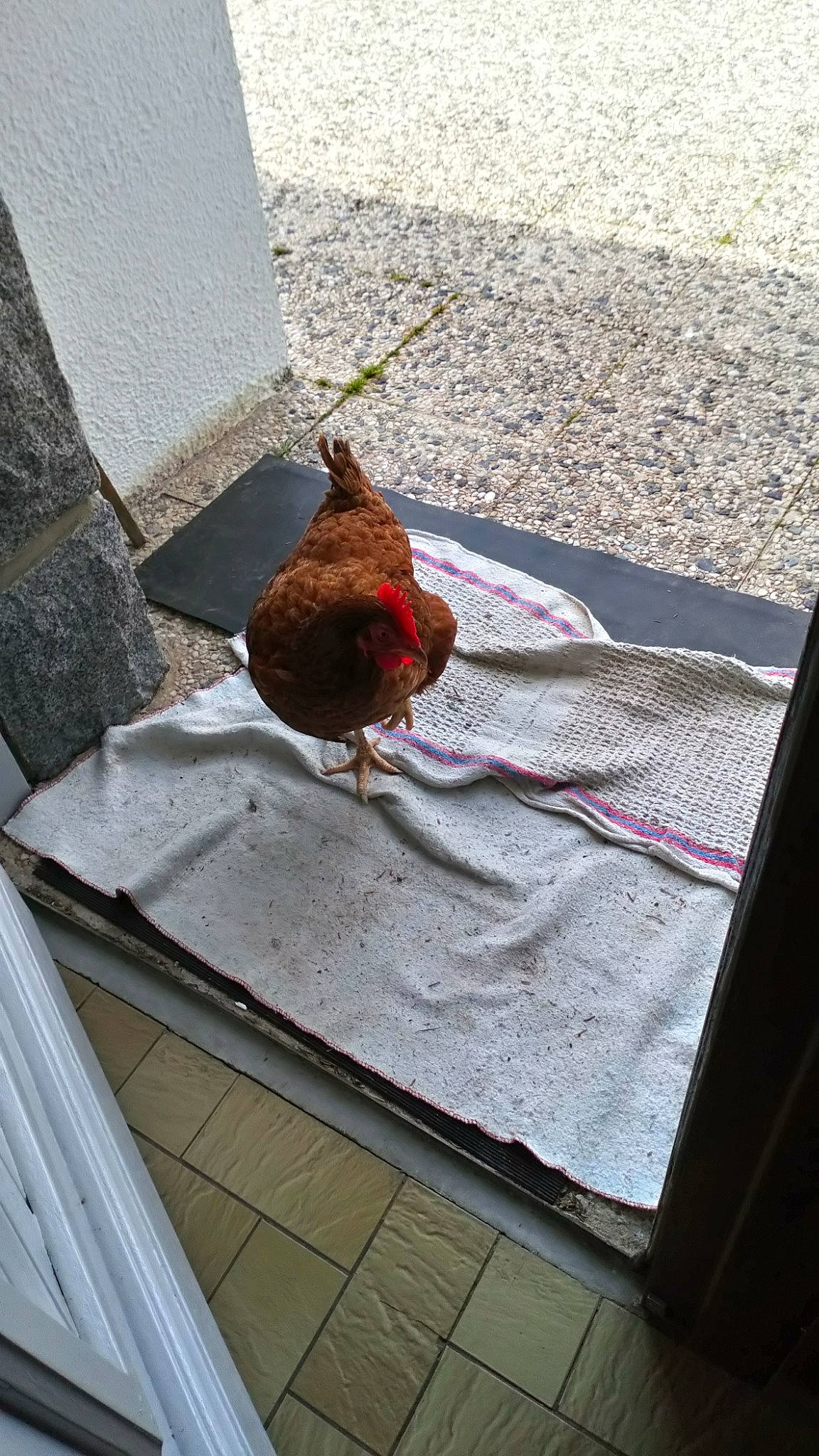 J J participe au concours pour gagner de l'argent avec cette photo : bird, chicken, galliformes, rooster