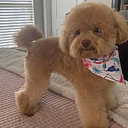 Da Vinci joined the competition — help win amazing prizes! dog, pet, fluffy, bandana, bed, indoor, curious, brown, fur, portrait, cute, animal, cozy, window, blanket, home, furniture, tail, standing, groomed