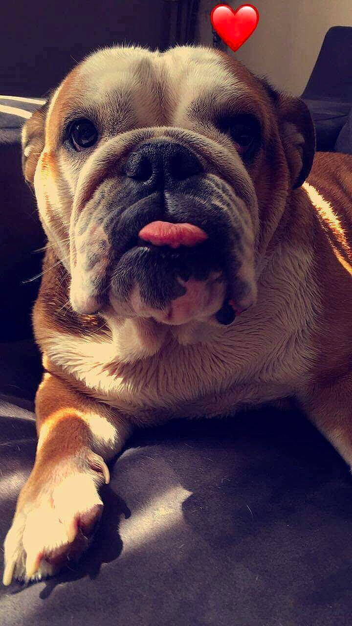 Naya participe au concours pour gagner de l'argent avec cette photo : ancient_dog_breeds, bulldog, carnivore, close_up, companion_dog, dog, dog_breed, dorset_olde_tyme_bulldogge, fawn, molosser, non_sporting_group, paw, snout, sporting_group, terrestrial_animal, toy_dog, whiskers, white_english_bulldog, working_dog, wrinkle