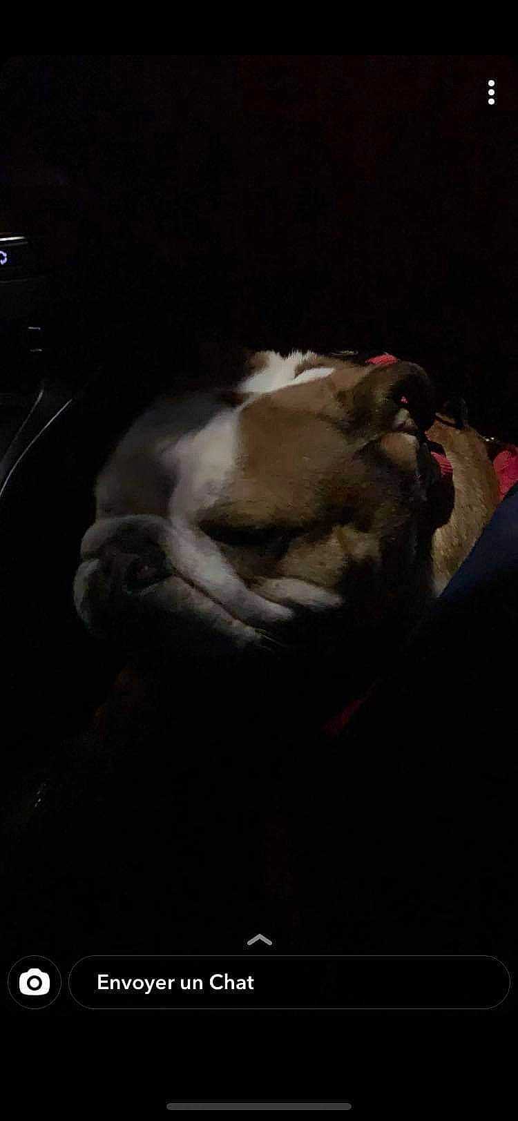 Naya participe au concours pour gagner de l'argent avec cette photo : boston_terrier, bulldog, canidae, carnivore, cloud, comfort, companion_dog, darkness, dog, dog_breed, ear, fawn, felidae, grey, paw, snout, tail, toy_dog, whiskers, wrinkle