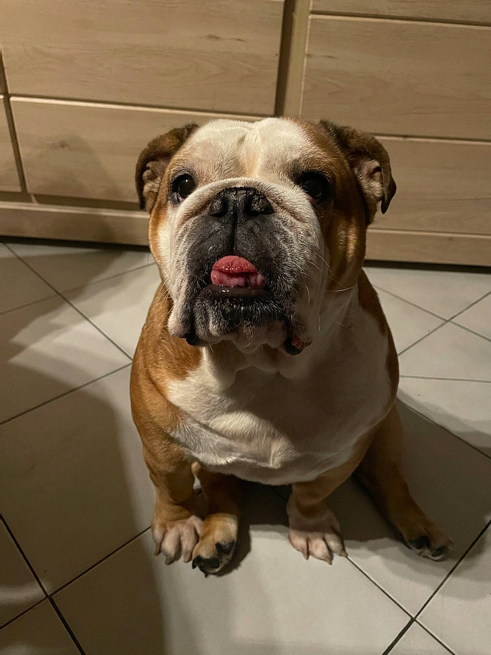 Naya a rejoint le concours — aidez-le/la à gagner de superbes lots ! bulldog, canidae, carnivore, companion_dog, dog, dog_breed, dog_collar, dorset_olde_tyme_bulldogge, fawn, flooring, molosser, non_sporting_group, old_english_bulldog, snout, sporting_group, tile_flooring, window, working_animal, working_dog, wrinkle