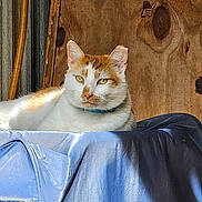 Bob is registered to the contest to win money with this photo: animal, blue, blue_collar, cat, cushion, ears, feline, green_eyes, indoors, lying_down, orange_and_white, orange_fur, pet, pet_bed, portrait, relaxed, rustic, whiskers, white_fur, wooden_background