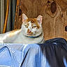 animal, blue, blue_collar, cat, cushion, ears, feline, green_eyes, indoors, lying_down, orange_and_white, orange_fur, pet, pet_bed, portrait, relaxed, rustic, whiskers, white_fur, wooden_background