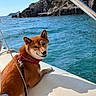 Umi participe au concours pour gagner de l'argent avec cette photo : dog, shiba_inu, pet, boat, boating, sea, ocean, water, coastline, cliffs, rocky_shore, outdoor, sunny, daylight, life_jacket, harness, leash, sitting, portrait, travel