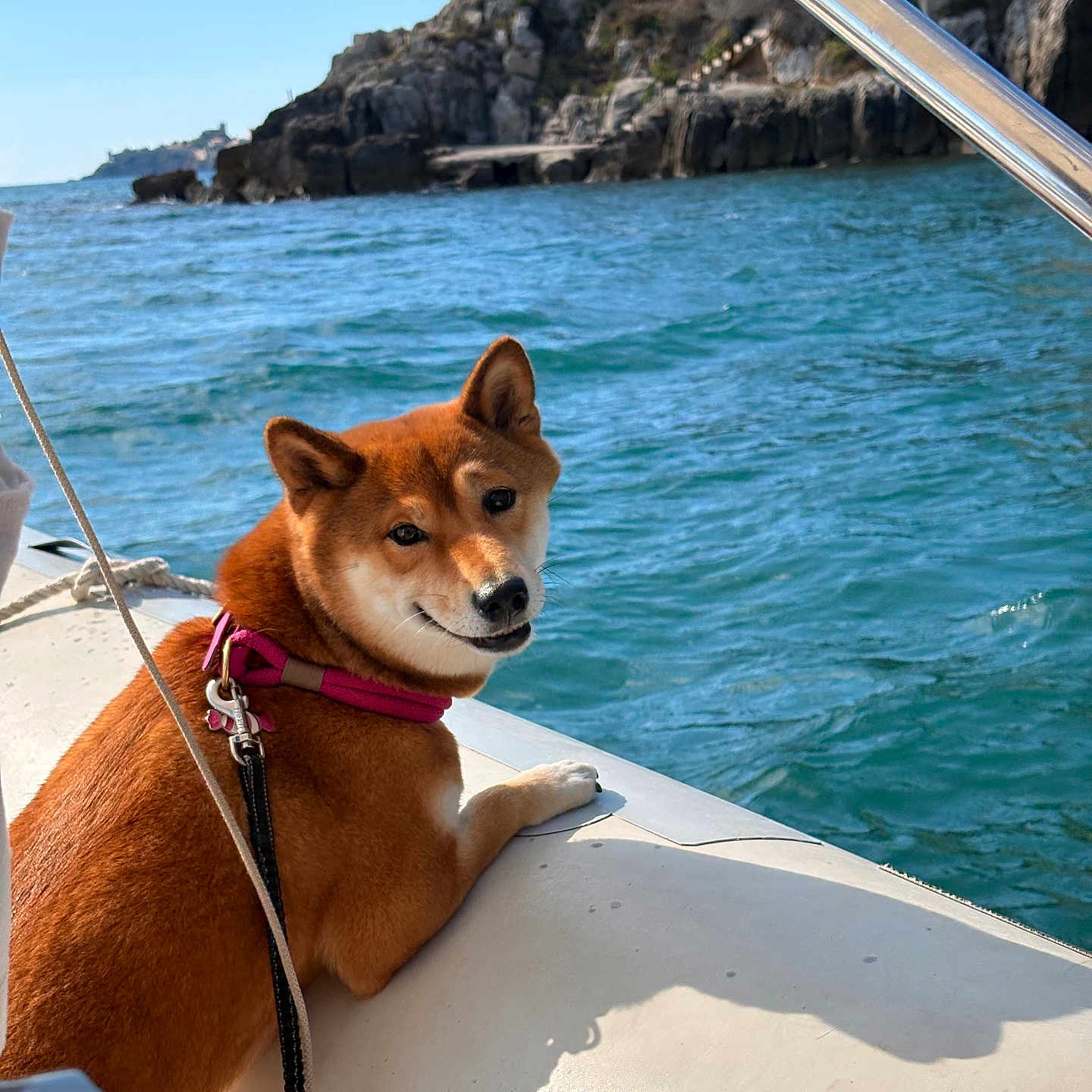 Umi participe au concours pour gagner de l'argent avec cette photo : dog, shiba_inu, pet, boat, boating, sea, ocean, water, coastline, cliffs, rocky_shore, outdoor, sunny, daylight, life_jacket, harness, leash, sitting, portrait, travel