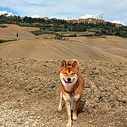 Umi a rejoint le concours — aidez-le/la à gagner de superbes lots ! dog, shiba_inu, canine, pet, animal, standing, tongue_out, perked_ears, red_coat, harness, outdoor, countryside, farmland, plowed_field, rolling_hills, hilltop_village, tuscany, cypress_trees, blue_sky, landscape