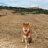 dog, shiba_inu, canine, pet, animal, standing, tongue_out, perked_ears, red_coat, harness, outdoor, countryside, farmland, plowed_field, rolling_hills, hilltop_village, tuscany, cypress_trees, blue_sky, landscape
