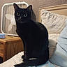 black_cat, cat, feline, pet, animal, sitting, upright, bed, bedroom, pillow, fan, furniture, nightstand, indoor, home, portrait, black_fur, green_eyes, alert, cozy