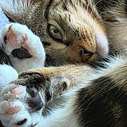 Tiger joined the competition — help win amazing prizes! animal, cat, close_up, cozy, cute, eye, feline, fur, indoor, mammal, paw, paw_pads, pet, relaxed, resting, sleepy, soft, tabby, tabby_cat, whiskers